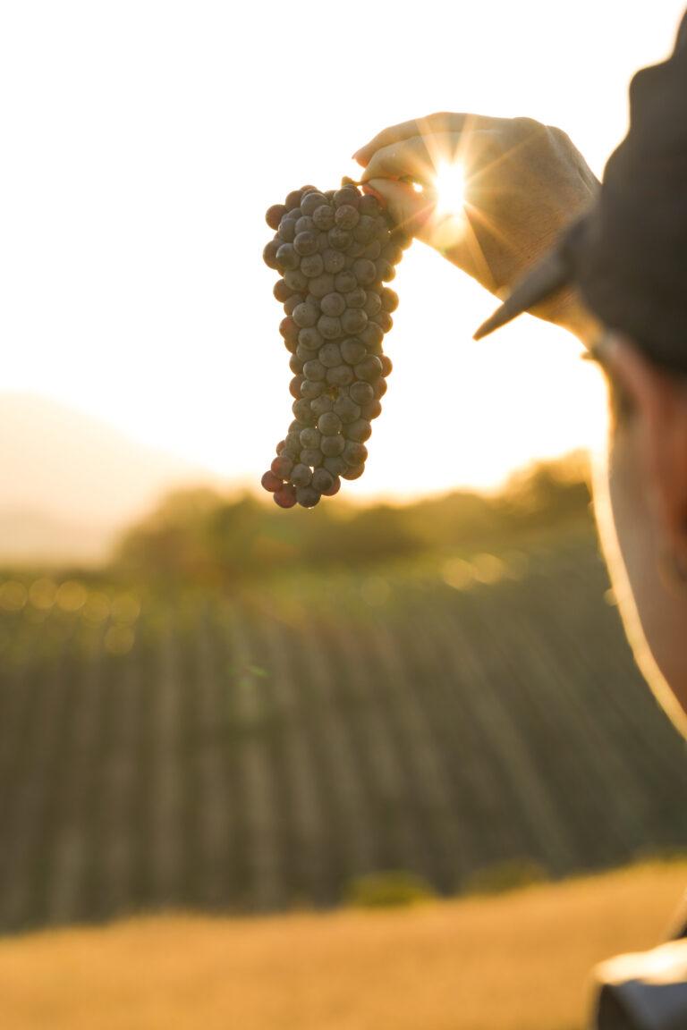 Romantic Winery Visit and Sunset Views